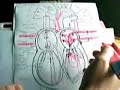 Gross anatomy of heart Gross anatomy of heart
