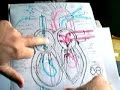 Basic Gross anatomy  of the  human heart