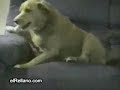 Perro Loco