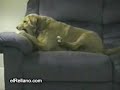 Perro Loco