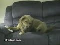 Perro Loco
