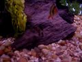 BYE SHARK (a gang of new fish:tiger barbs,etc.)