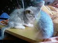 moi vouloir etre un chat =)