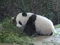 Fu Long, Vienna Zoo