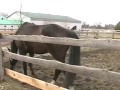 funny video!!!