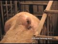 Nebraska Hog Factory - Part 1 Nebraska Hog Factory - Part 1