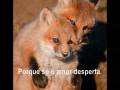 O Amor-luigi roxy