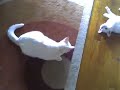 My cats Bella and Mia playing My cats Bella and Mia playing