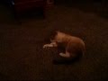 Funny cat playing with random objects