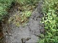 Sacred Grove Brook