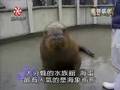 2004 Amazing Pet