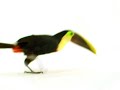 Telus Toucan - big bill