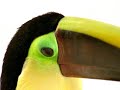 Telus - toucan - big bill Telus - toucan - big bill