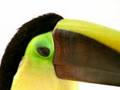 Telus - toucan - big bill