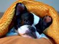 Dog snoring, Sleepy Dog, Sleepy Animal, Funny Animals, Cute things falling asleep