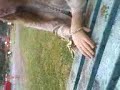 jonti sings and swings.