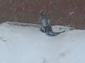 my friend doesnt know how to stop on sleds