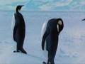 Farce of the Penguins
