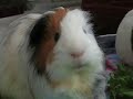 Merry Christmas Piglets