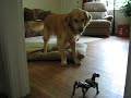 Dog vs. RoboPet Dog vs. RoboPet