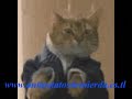 presentacion de mi pagina web.wmv