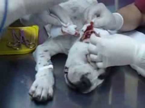 american pitbull