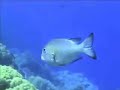 The reef\