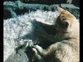 gato DANdo masaje a un  perro