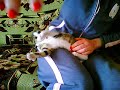 cat SHOSHI HARD cat SHOSHI HARD
