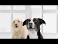 Volkswagen - The Bark Side 2012 Super Bowl XLVI TV Commercial