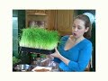 Wheatgrass and Indoor Greens