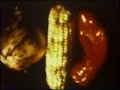 Yayoi Kusama - Kusama's Self Obliteration (1967) Part 2
