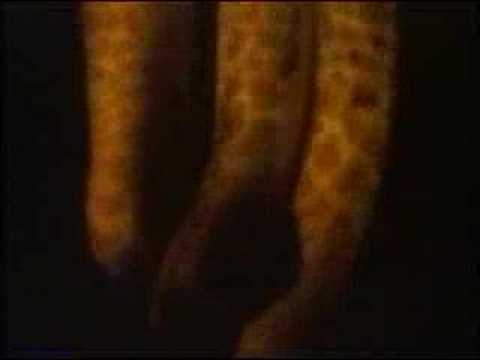 Art - Yayoi Kusama: Self Obliteration (1967)