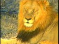 Djuma WildEarth Cam, Two Male Lions