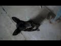 My Pet Dog (Pets/Animals)