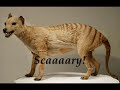 Thylacine Tribute Thylacine Tribute