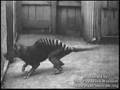 Thylacine Tribute