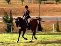 BALLANBRAE SOLITAIRE 09 TOTR- CHAMPION BRIDLE PATH HACK