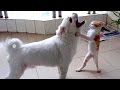 Super HARD TRY NOT TO LAUGH CHALLENGE - Funny ANIMAL compilation Super HARD TRY NOT TO LAUGH CHALLENGE - Funny ANIMAL compilation