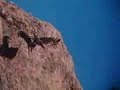 Golden Eagle flies away with a goat. Golden Eagle flies away with a goat.