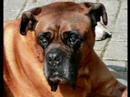 Memoriam voor Ozzy, Pien & Deur