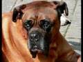 Memoriam voor Ozzy, Pien & Deur
