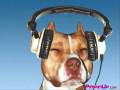 videos de Camanz Hot dog.wmv
