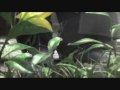 Here with Me (Cloud & Tifa) Final Fantasy AMV