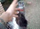Shermann en adopcion