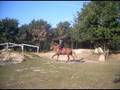 1er cross en licol