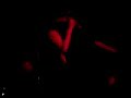 KASMs - Taxidermy