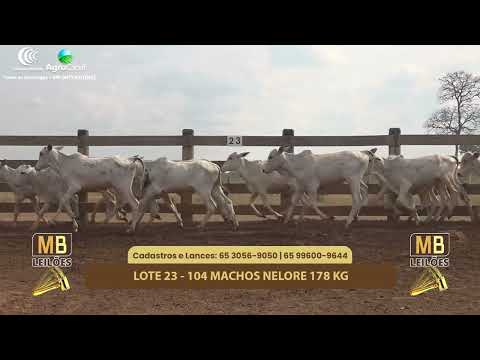 519 LEILO VIRTUAL MB LEILES