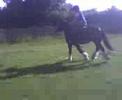 merlin jumping 80cm