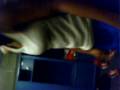 videos de IMG 0015